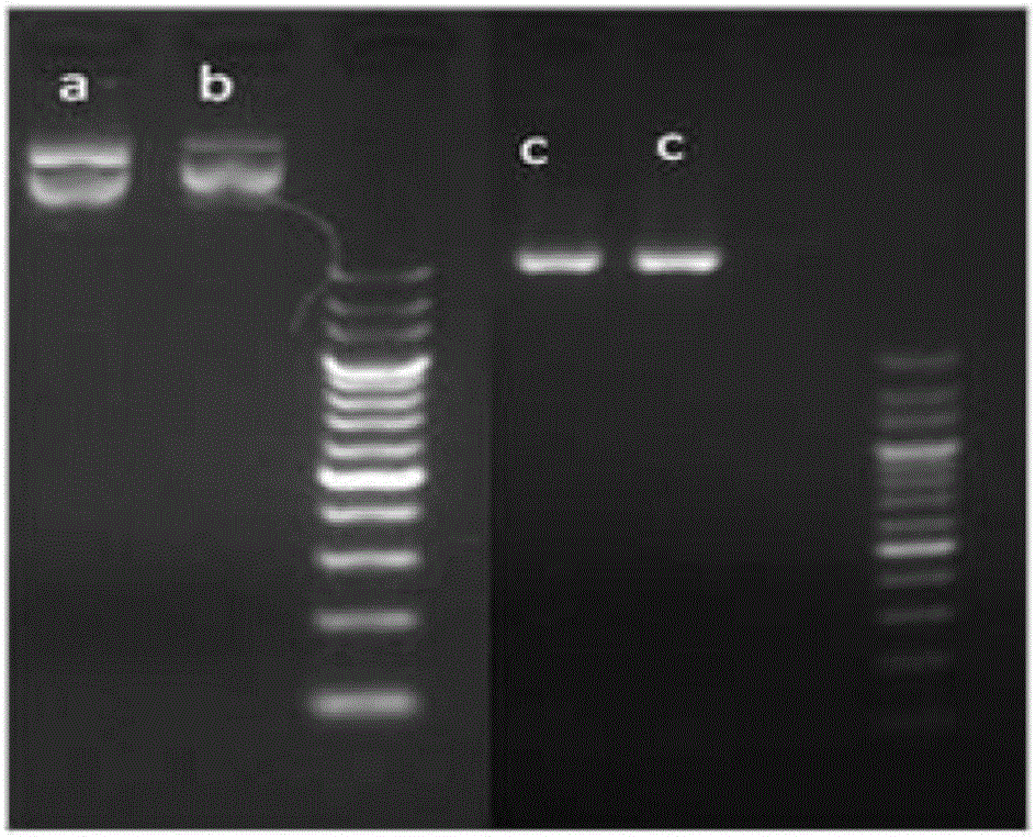 Establishment method of caffeine synthetase CRISPR/Cas9 genome editing vector