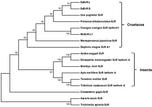 Living molecular detection method for precocious puberty individual of Eriocheir sinensis