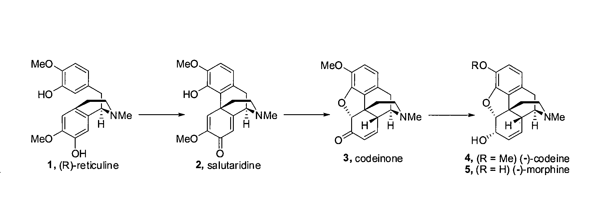 Efficient Synthesis Of Morphine And Codeine