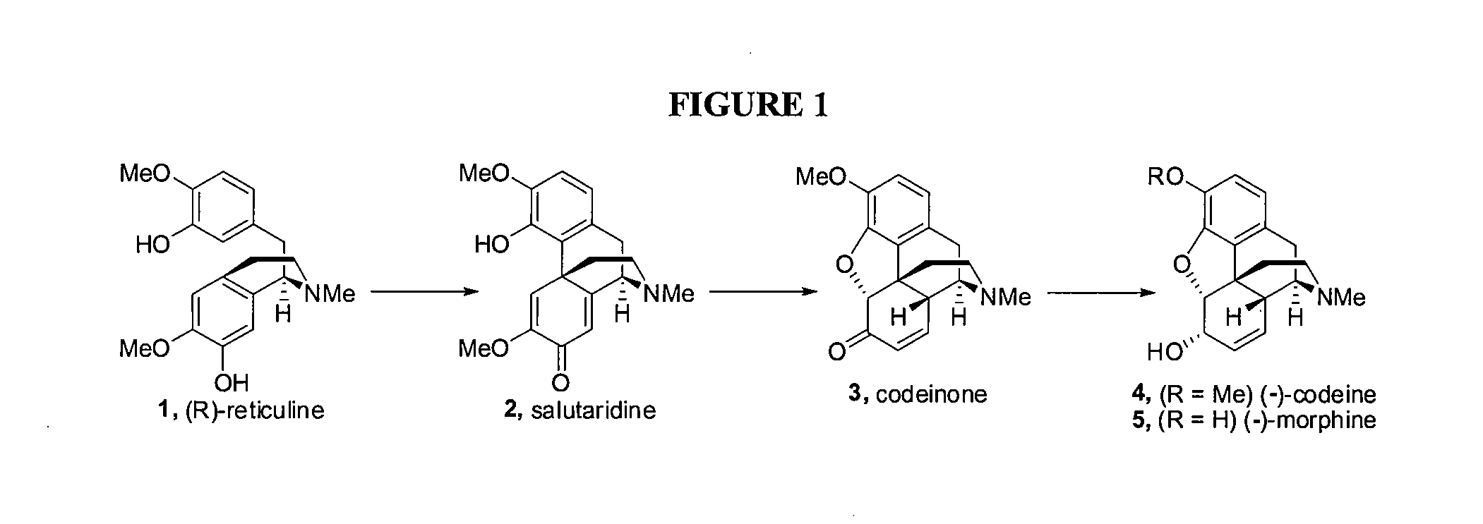 Efficient Synthesis Of Morphine And Codeine