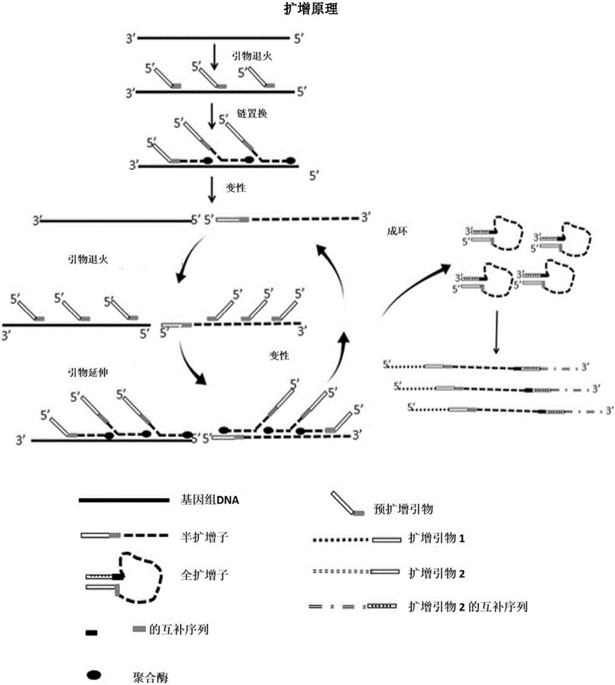 Method for amplifying DNA