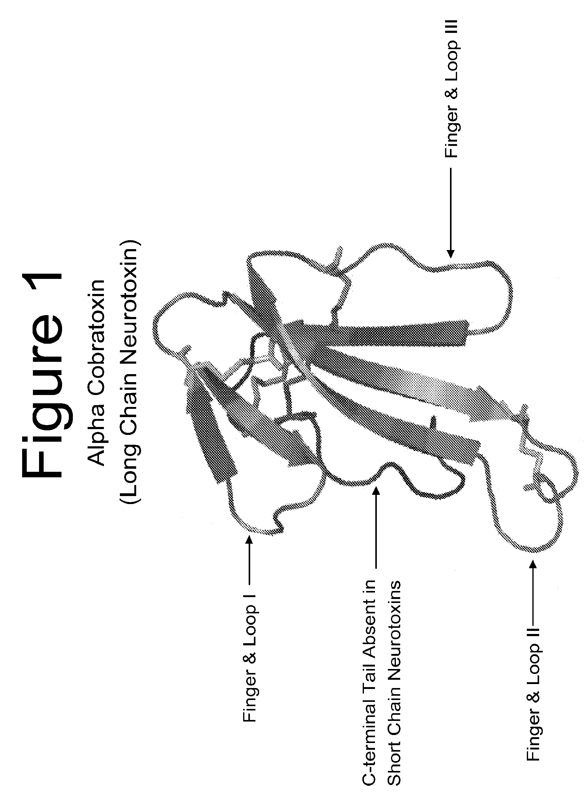 Postsynaptically Targeted Chemodenervation Agents and Their Methods of Use