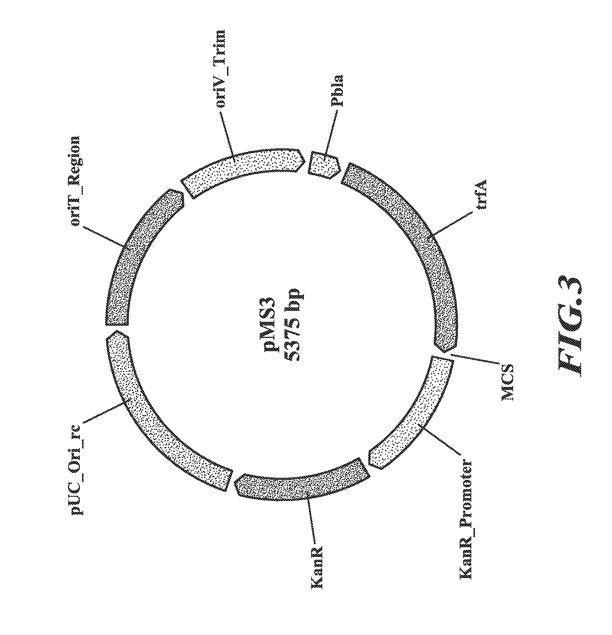Compositions and methods for biological production of lactate from c1 compounds using lactate dehydrogenase transformants