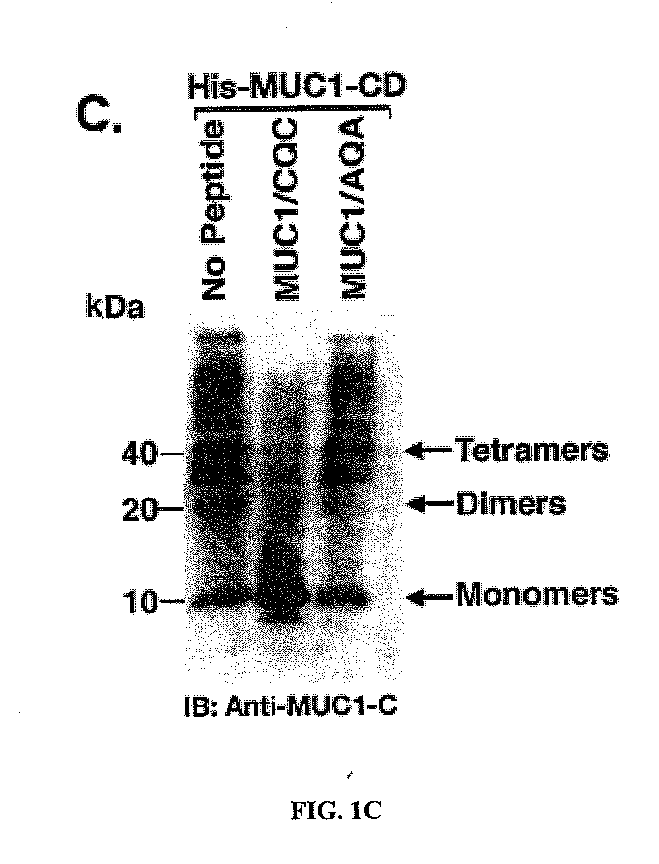 Small molecule inhibitors of muc1 and methods of identifying the same