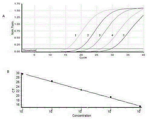 Fluorescent quantitative PCR (polymerase chain reaction) detection primers and kit for Eimeria media-rabbit
