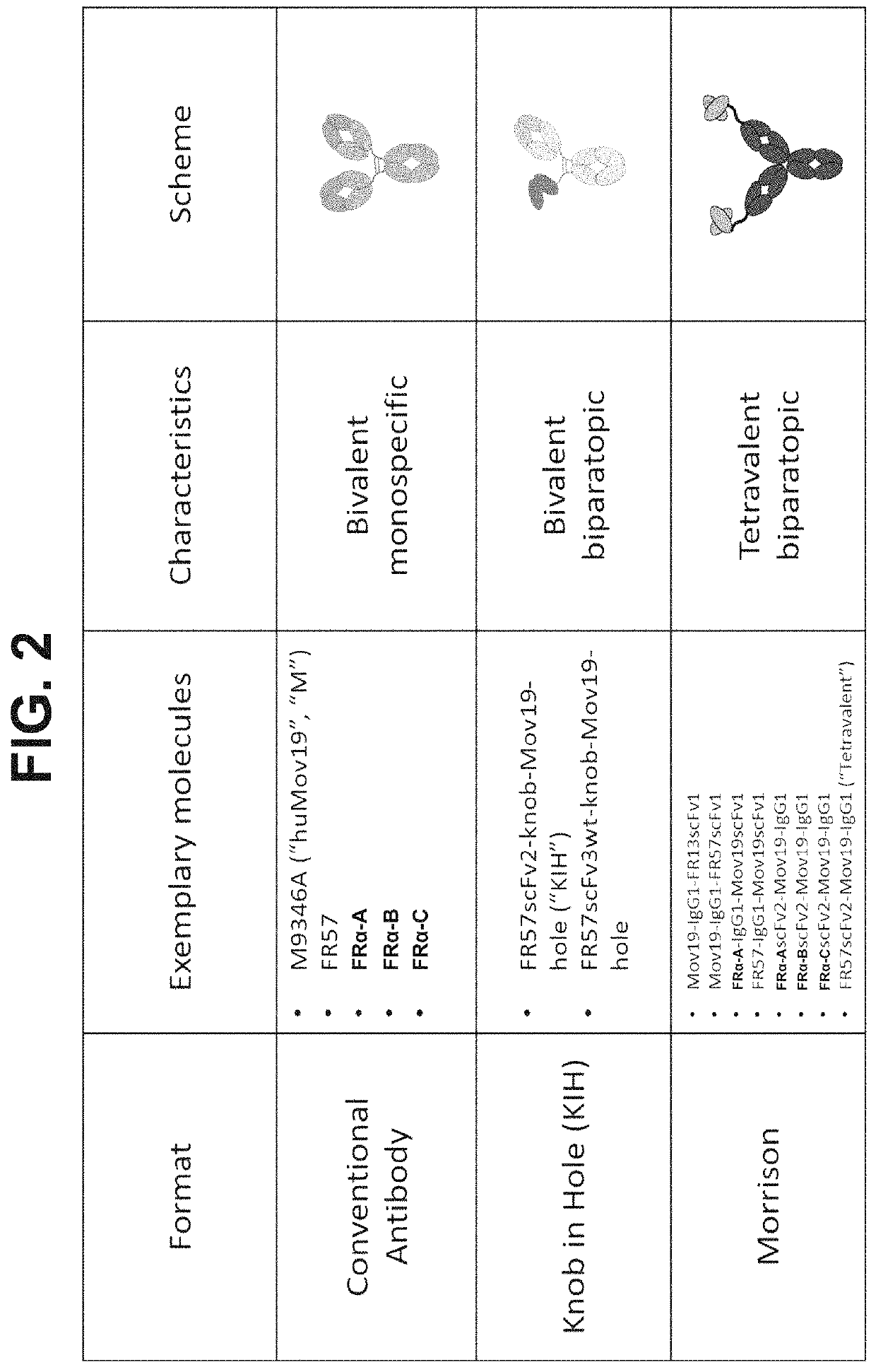 Biparatopic FR-α antibodies and immunoconjugates