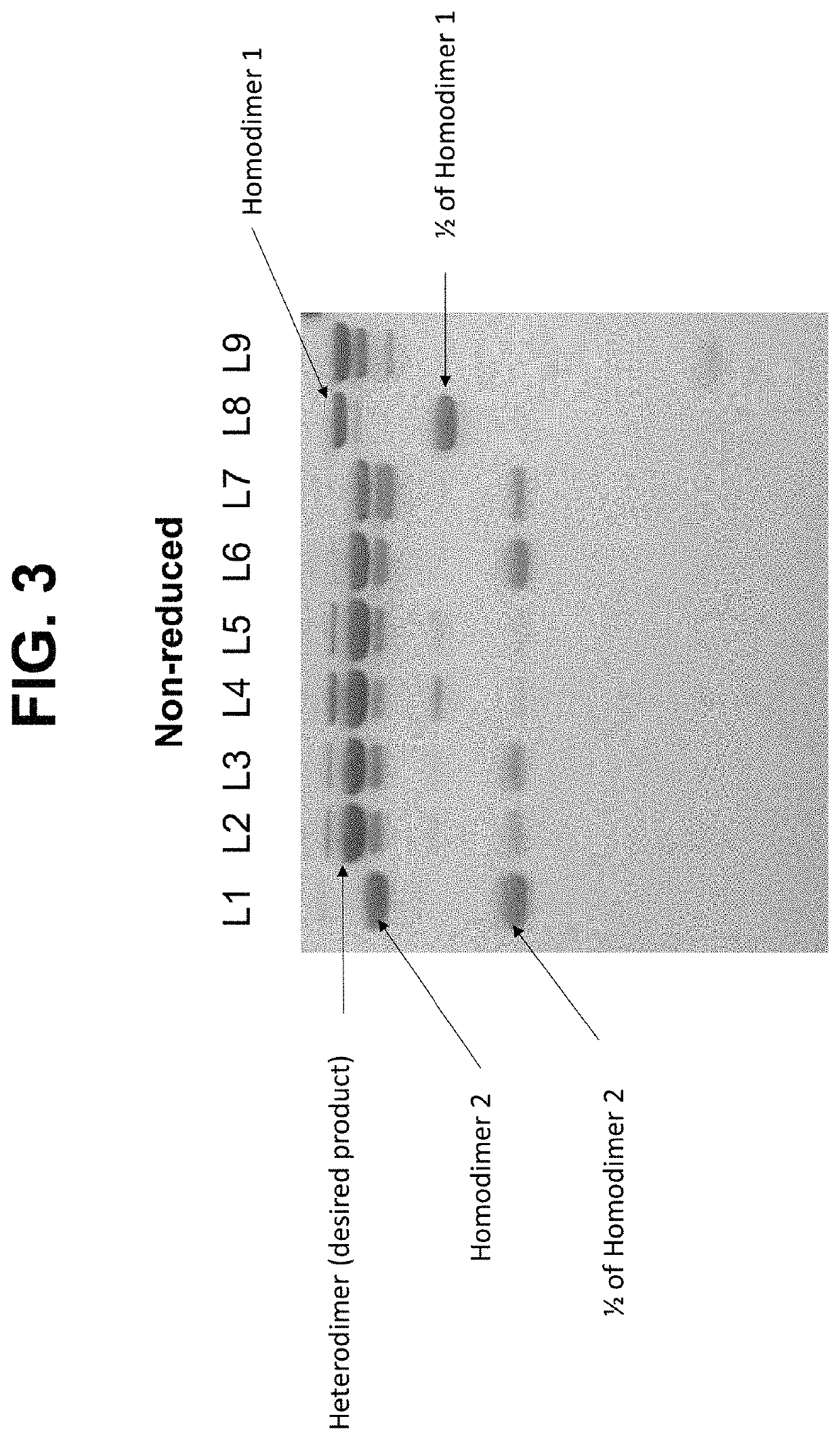 Biparatopic FR-α antibodies and immunoconjugates