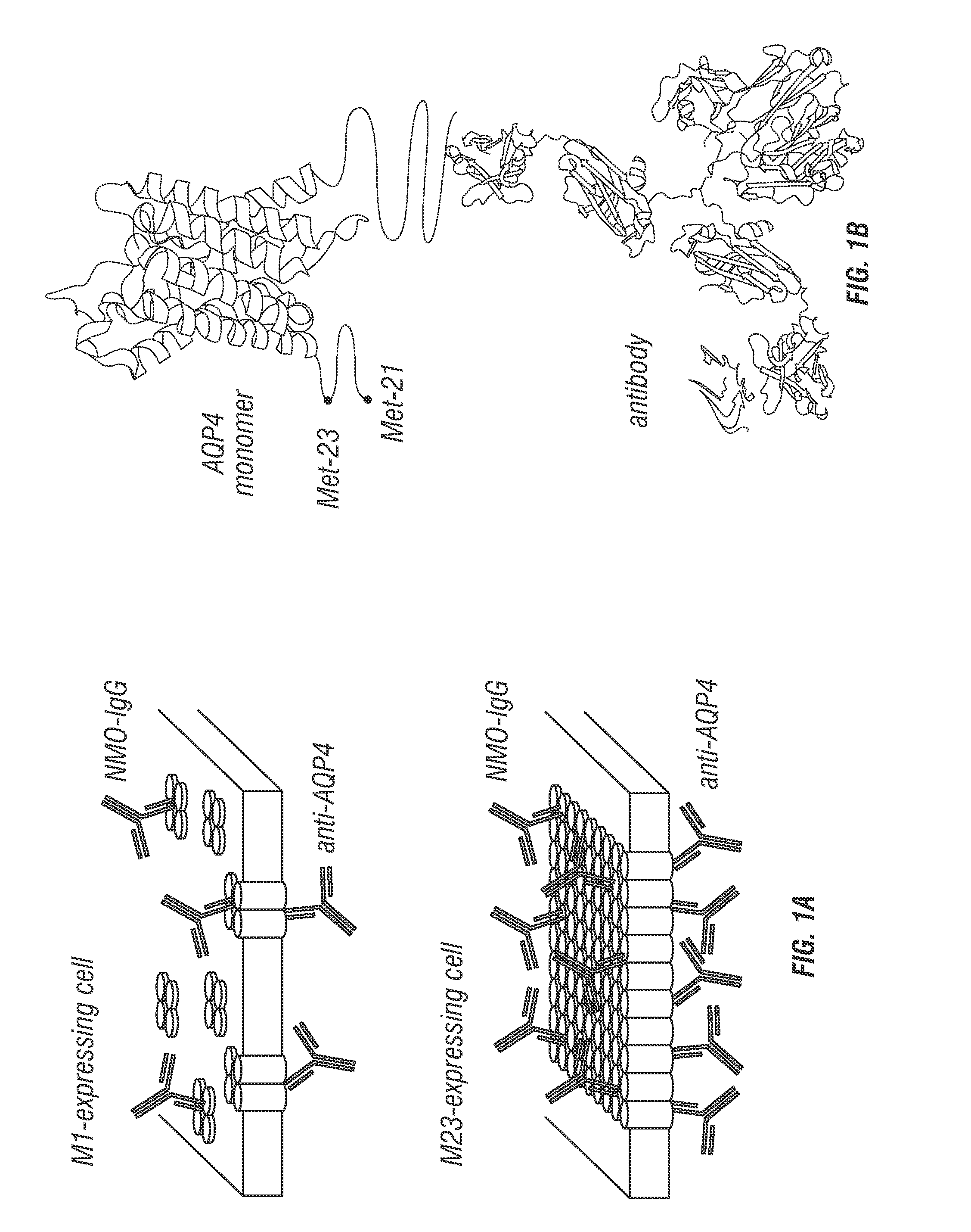 Compositions and methods for the treatment of neuromyelitis optica