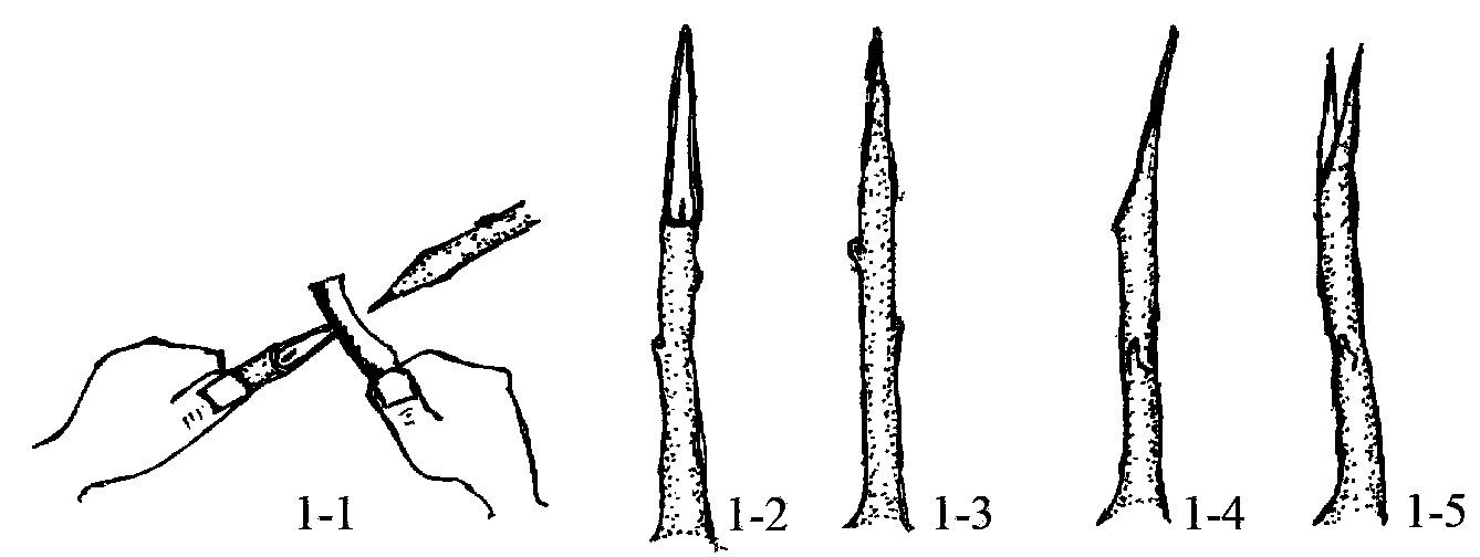 Ancient tree rejuvenation technology based on inverted bark-whip grafting for ginkgobiloba