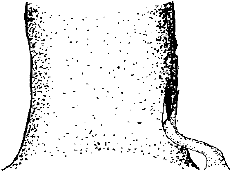 Ancient tree rejuvenation technology based on inverted bark-whip grafting for ginkgobiloba