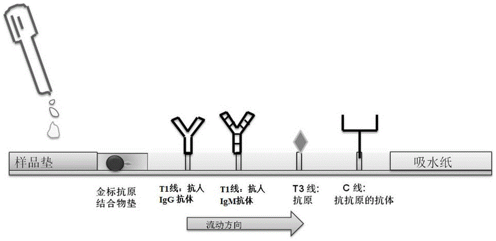 A test paper and a method for simultaneously detecting IgG and IGM in liquid samples