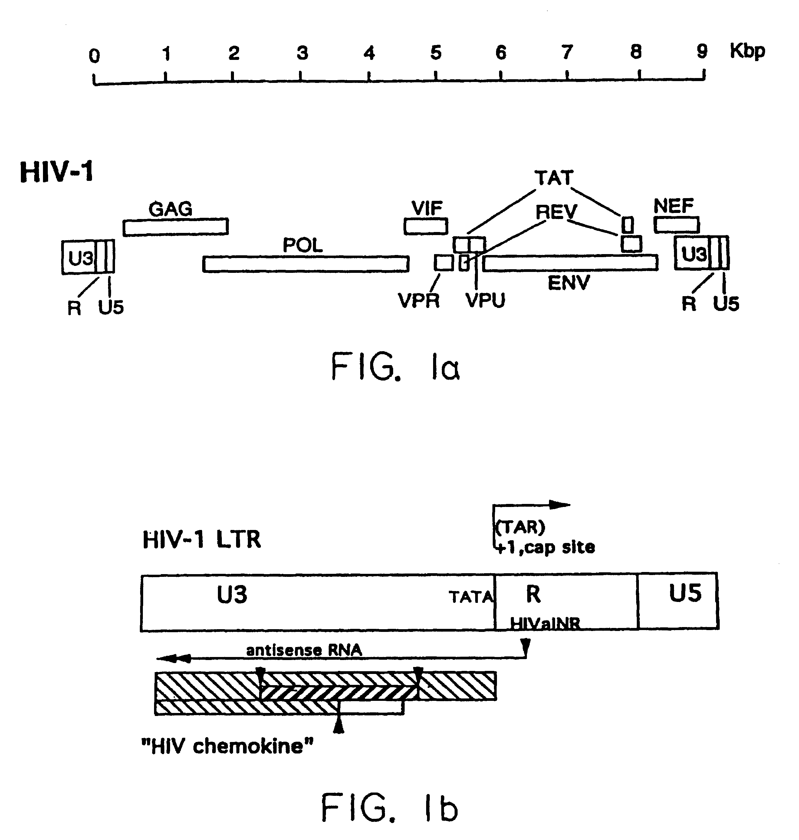 HIV antisense proteins