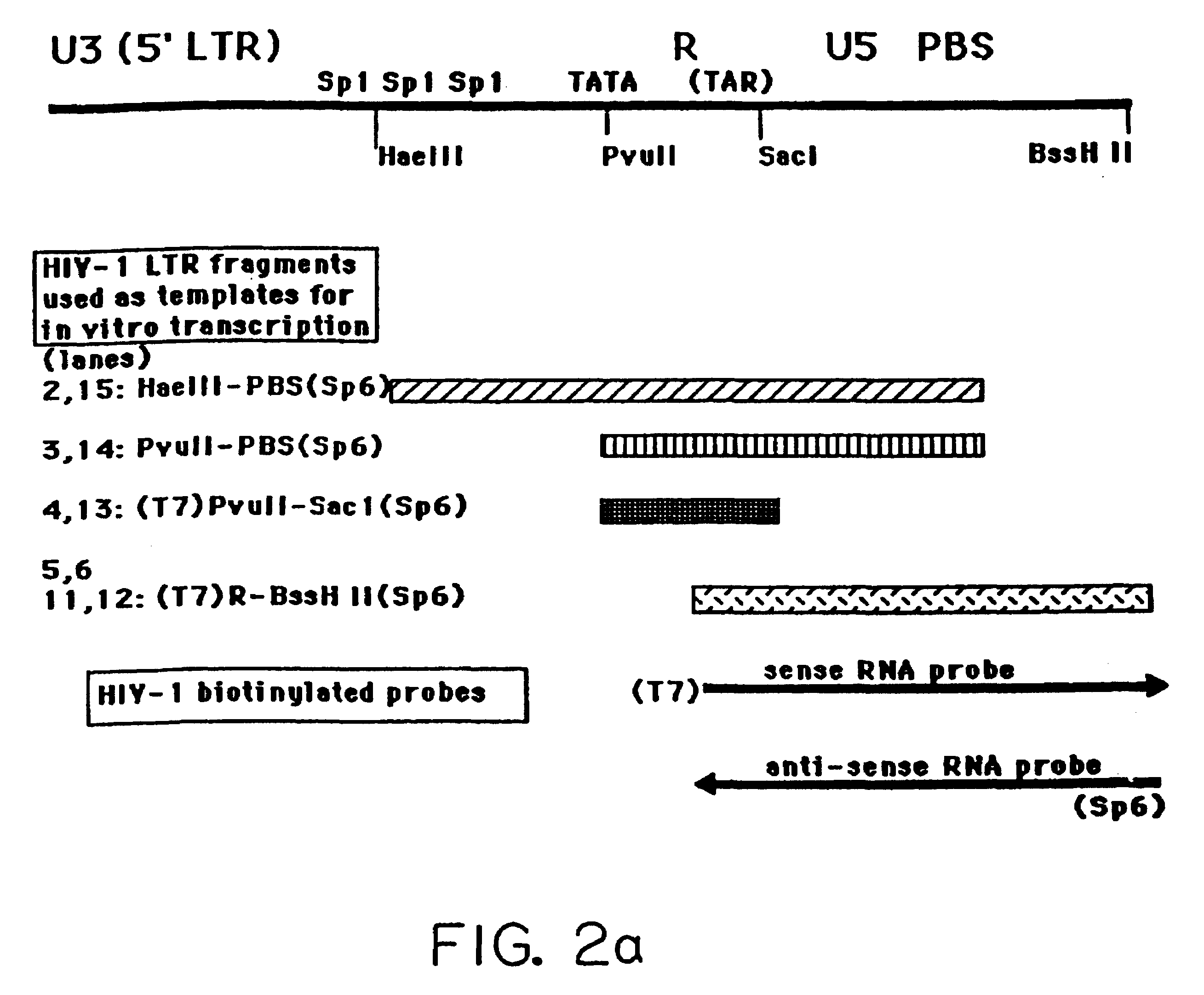 HIV antisense proteins