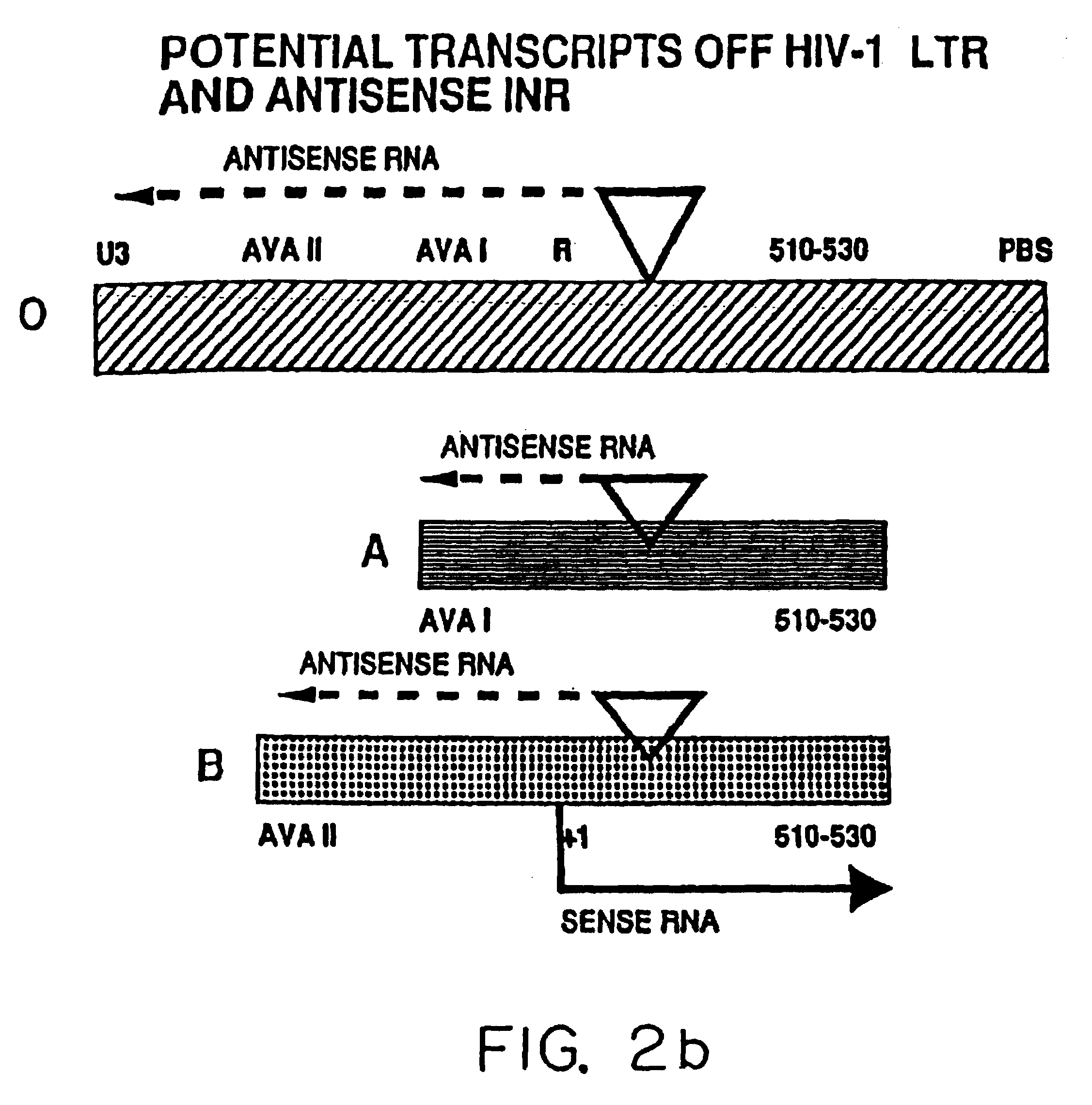 HIV antisense proteins