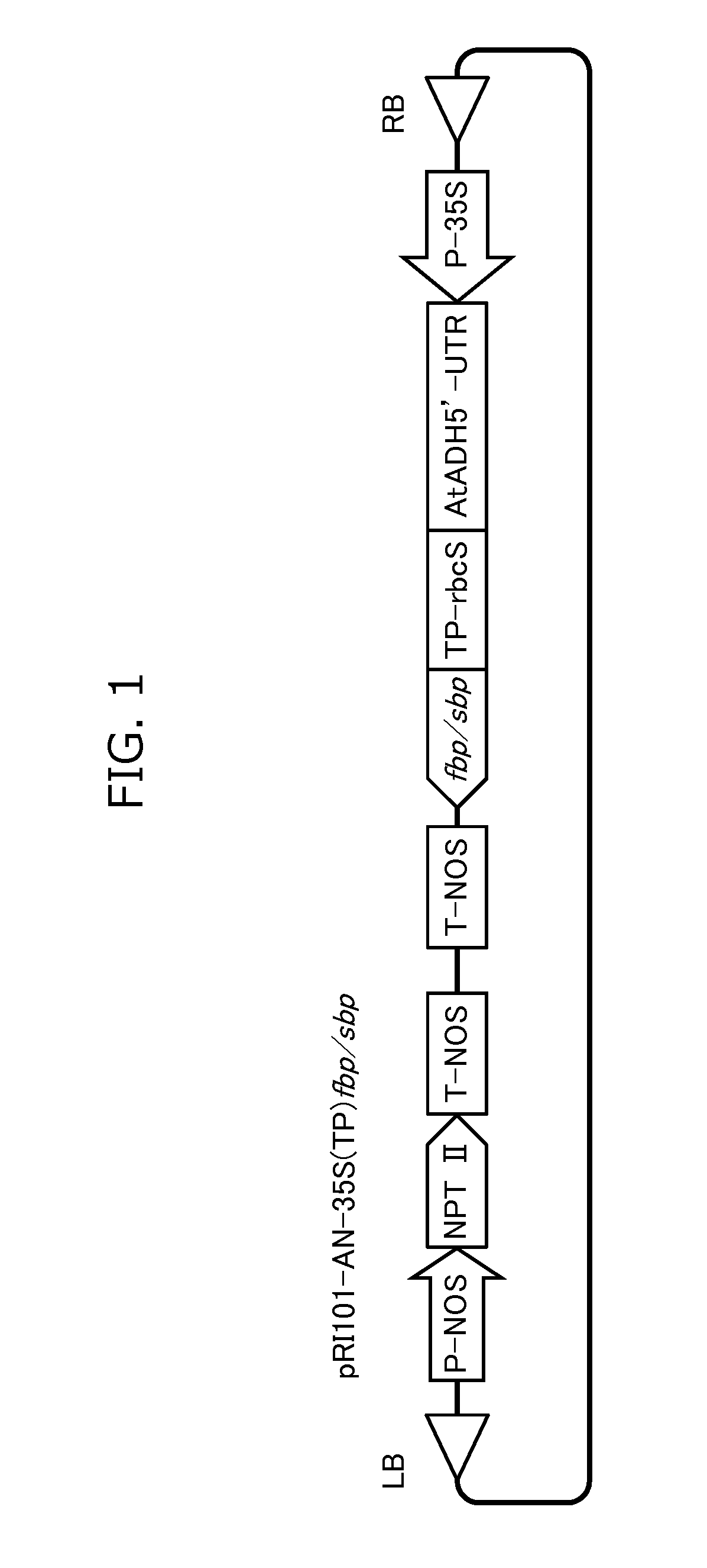 Method for introducing gene to euglena, and transformant therefrom