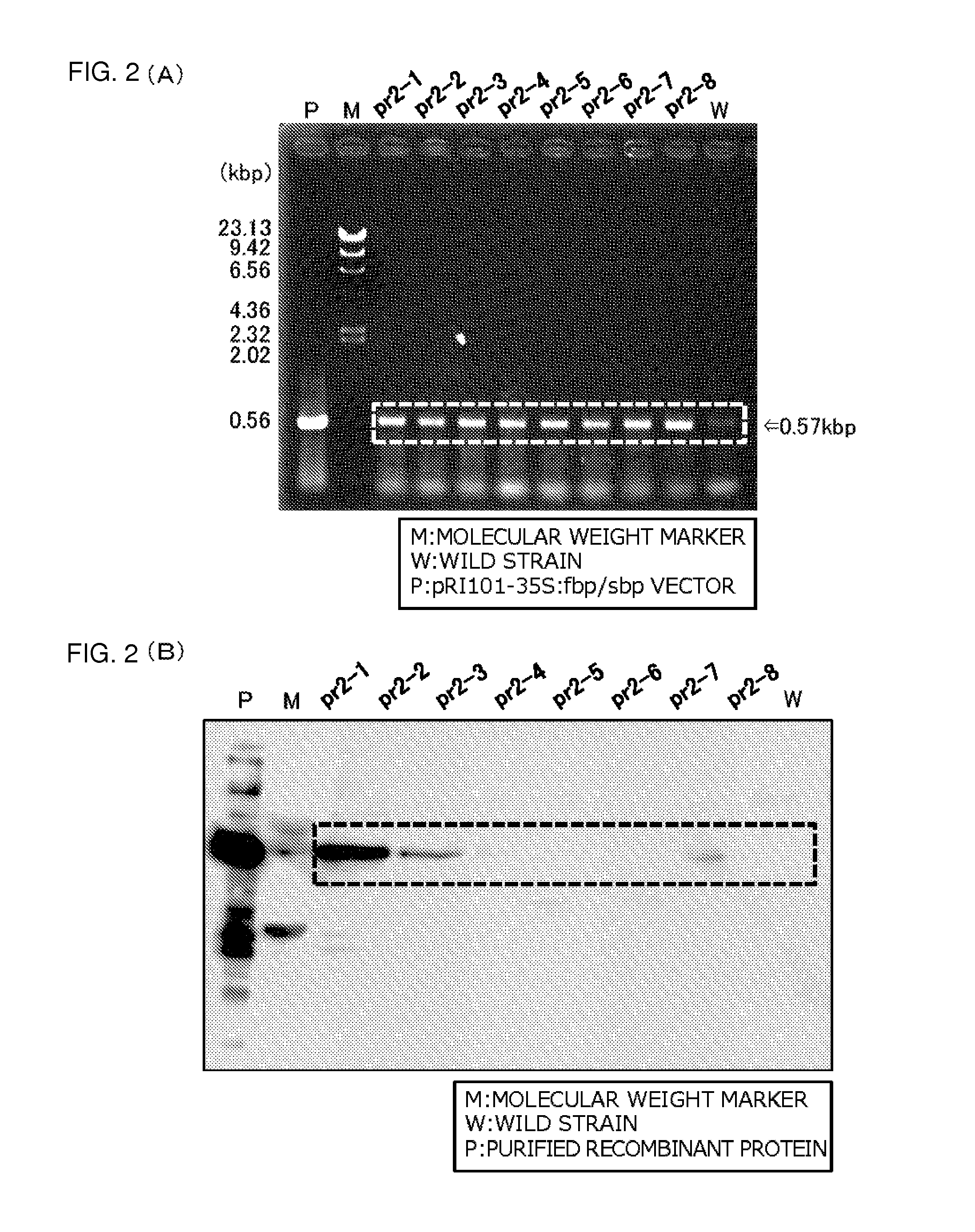 Method for introducing gene to euglena, and transformant therefrom