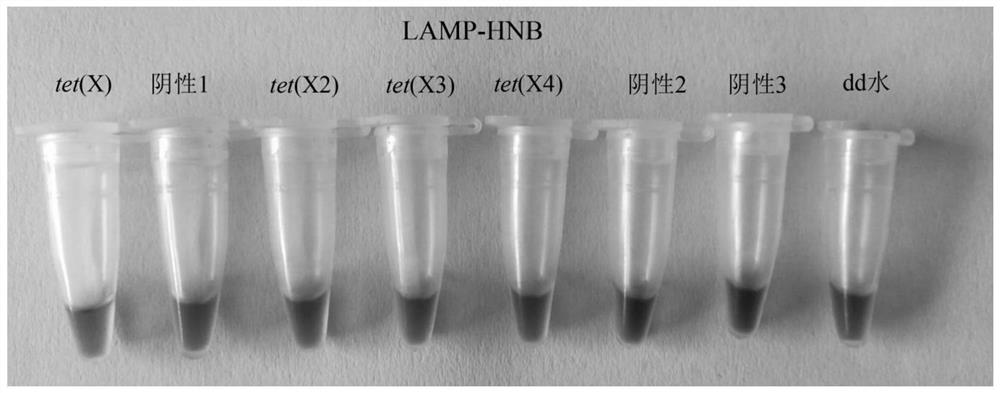 LAMP primer for detecting tigecycline high-level drug-resistant gene tet (X) and variant thereof and method thereof