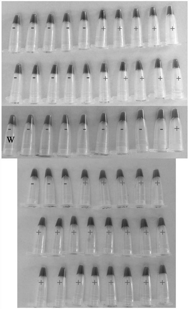 LAMP primer for detecting tigecycline high-level drug-resistant gene tet (X) and variant thereof and method thereof