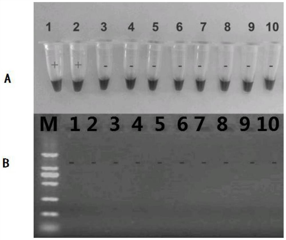 LAMP primer for detecting tigecycline high-level drug-resistant gene tet (X) and variant thereof and method thereof