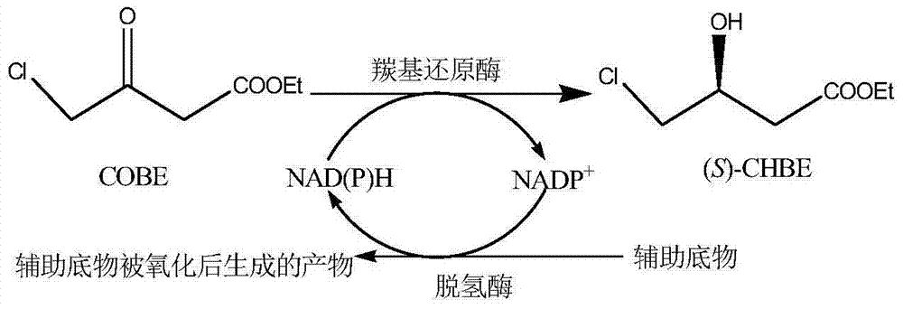 Rhodococcus qingshengii and application thereof in preparation of ethyl (S)-4-chloro-3-hydroxy butyrate