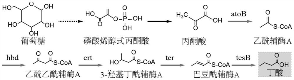 Construction and application of an engineered strain of Escherichia coli producing n-butyric acid
