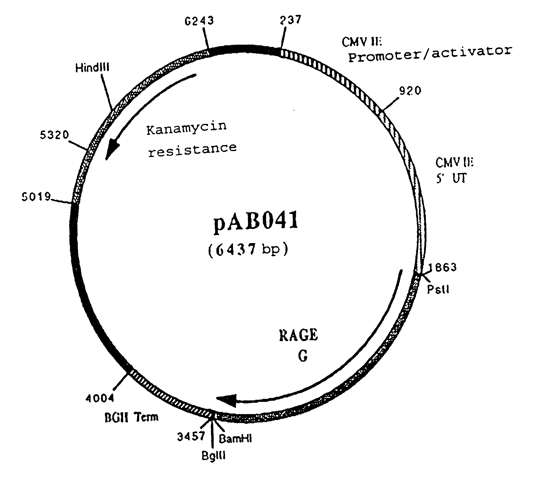 Polynucleotide vaccine formula against canine pathologies, in particular respiratory and digestive pathologies