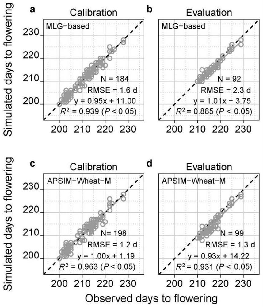 Construction method of winter wheat flowering period simulation model based on multi-site genes