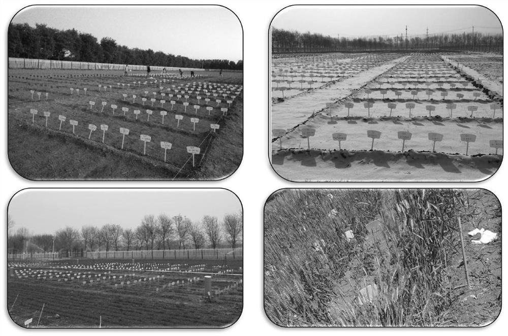 Construction method of winter wheat flowering period simulation model based on multi-site genes