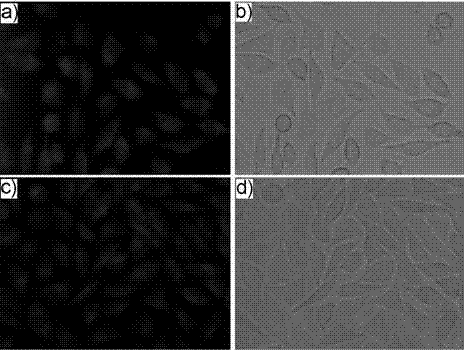 Xanthene fluorescent dye with biofilm permeability potential and preparation method thereof