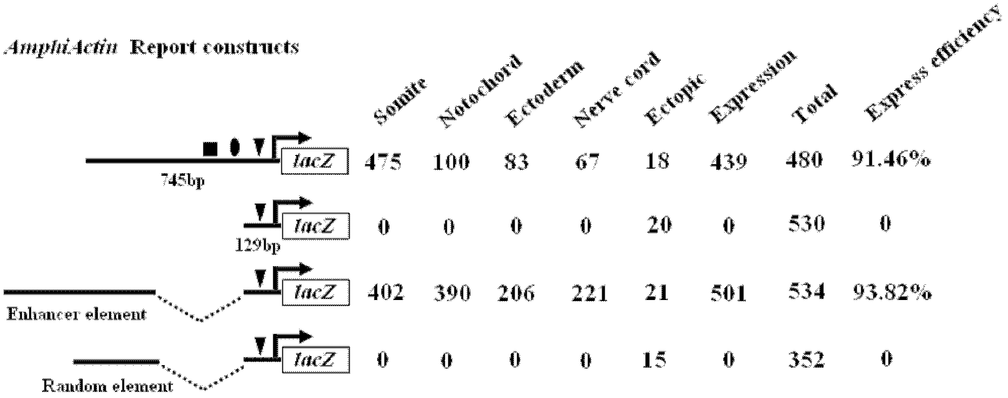 Branchiostoma belcheri actin gene promoter and application thereof