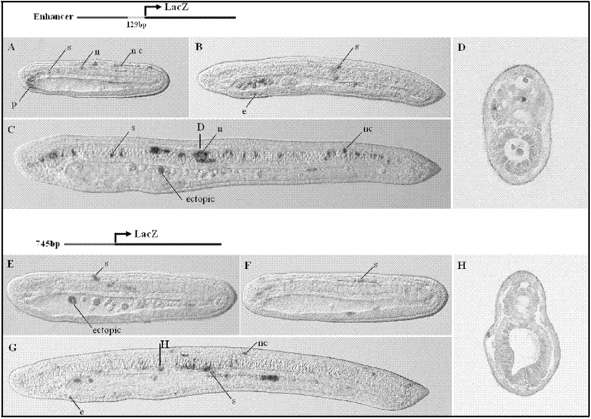 Branchiostoma belcheri actin gene promoter and application thereof