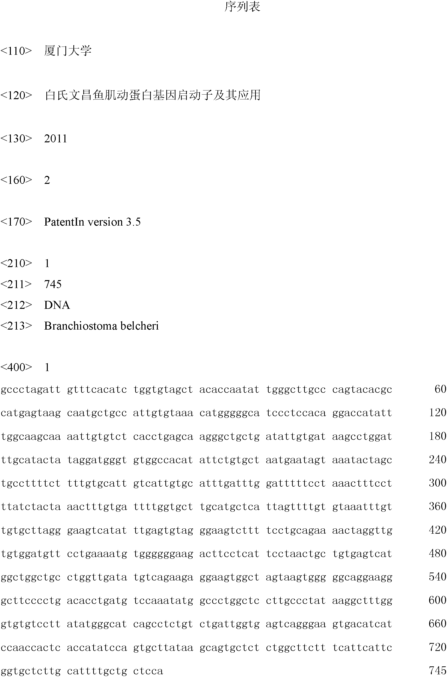 Branchiostoma belcheri actin gene promoter and application thereof