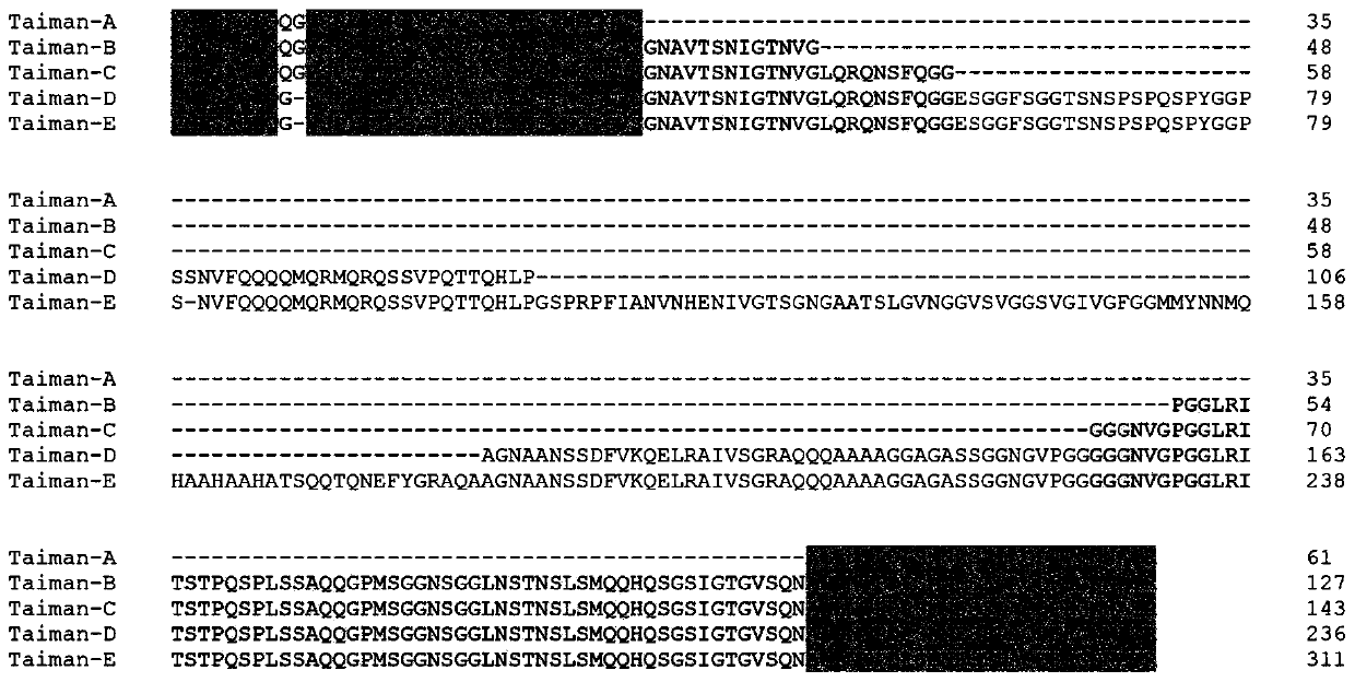 Bacteralis dorsalis taiman gene and its qrt-pcr detection method and its siRNA