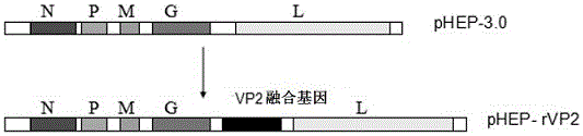 VP2 fusion gene, recombinant rabies virus rHEP-rVP2 strain and construction method and application of strain