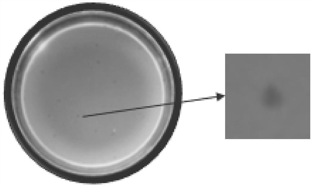 Mushroom rot-causing fungus bacteriophage and application thereof