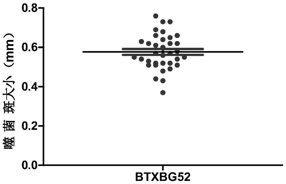 Mushroom rot-causing fungus bacteriophage and application thereof