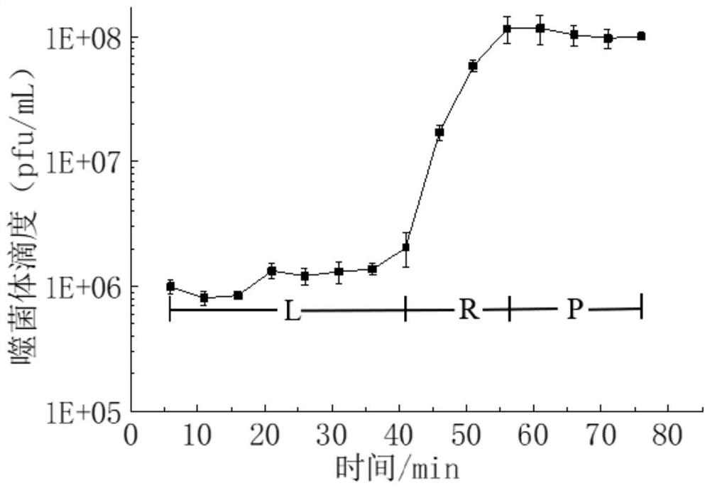 Mushroom rot-causing fungus bacteriophage and application thereof