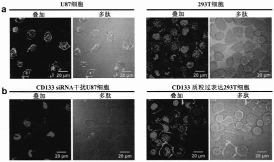 Targeted tumor stem cell marker CD133 stapled peptide and application thereof