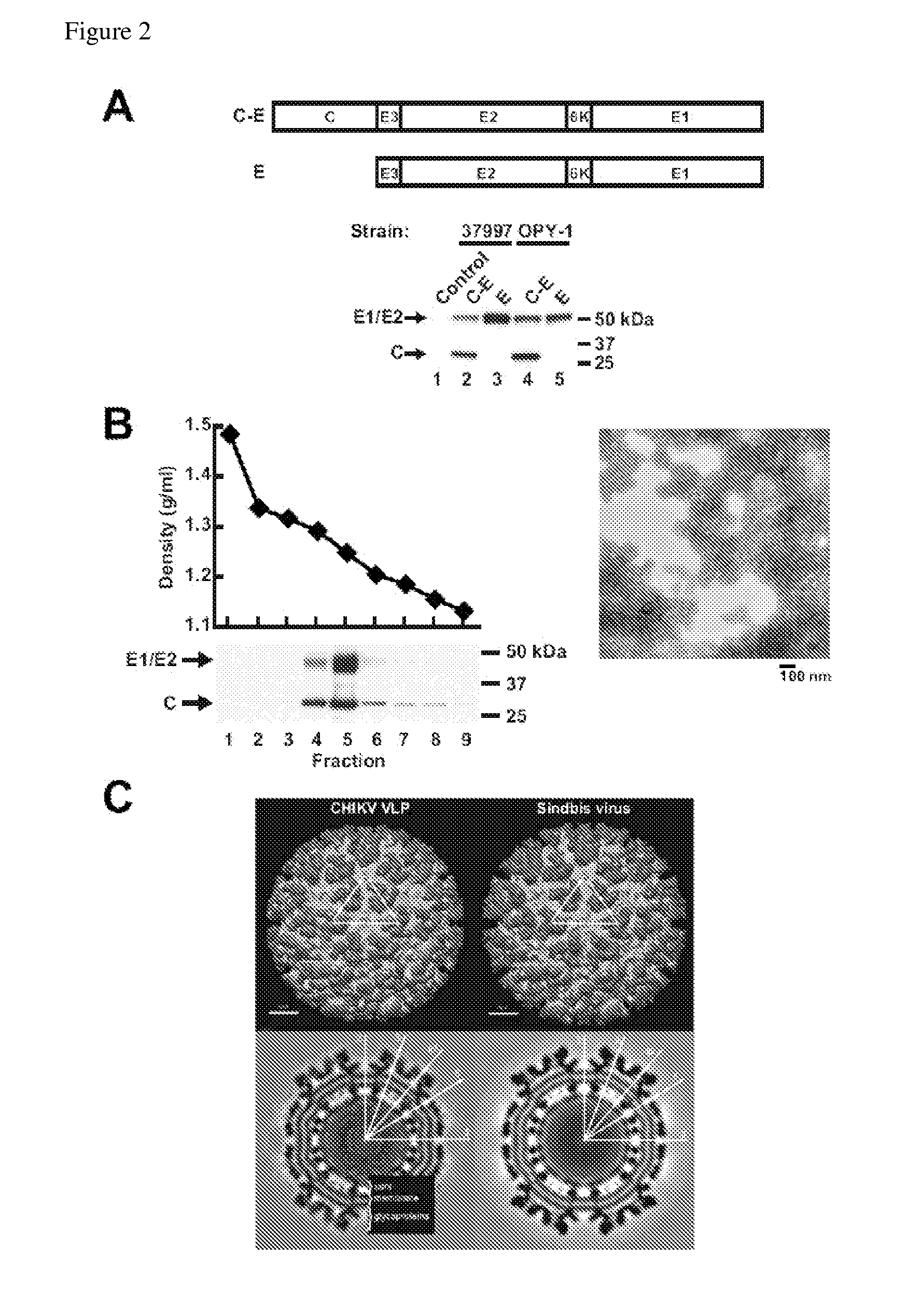Virus-like particles and methods of use