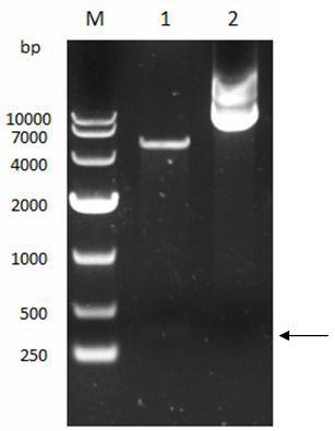 Preparation and application of echovirus type 6 vp1 protein-specific antigenic epitope and its fusion protein