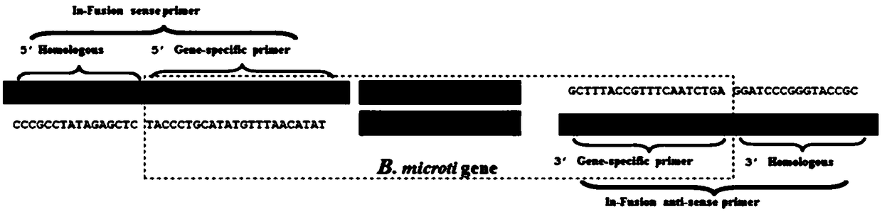 Babesia mocroti antigen proteins 2D33 and 2D36 and application of Babesia mocroti antigen proteins