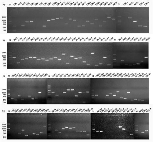 Babesia mocroti antigen proteins 2D33 and 2D36 and application of Babesia mocroti antigen proteins