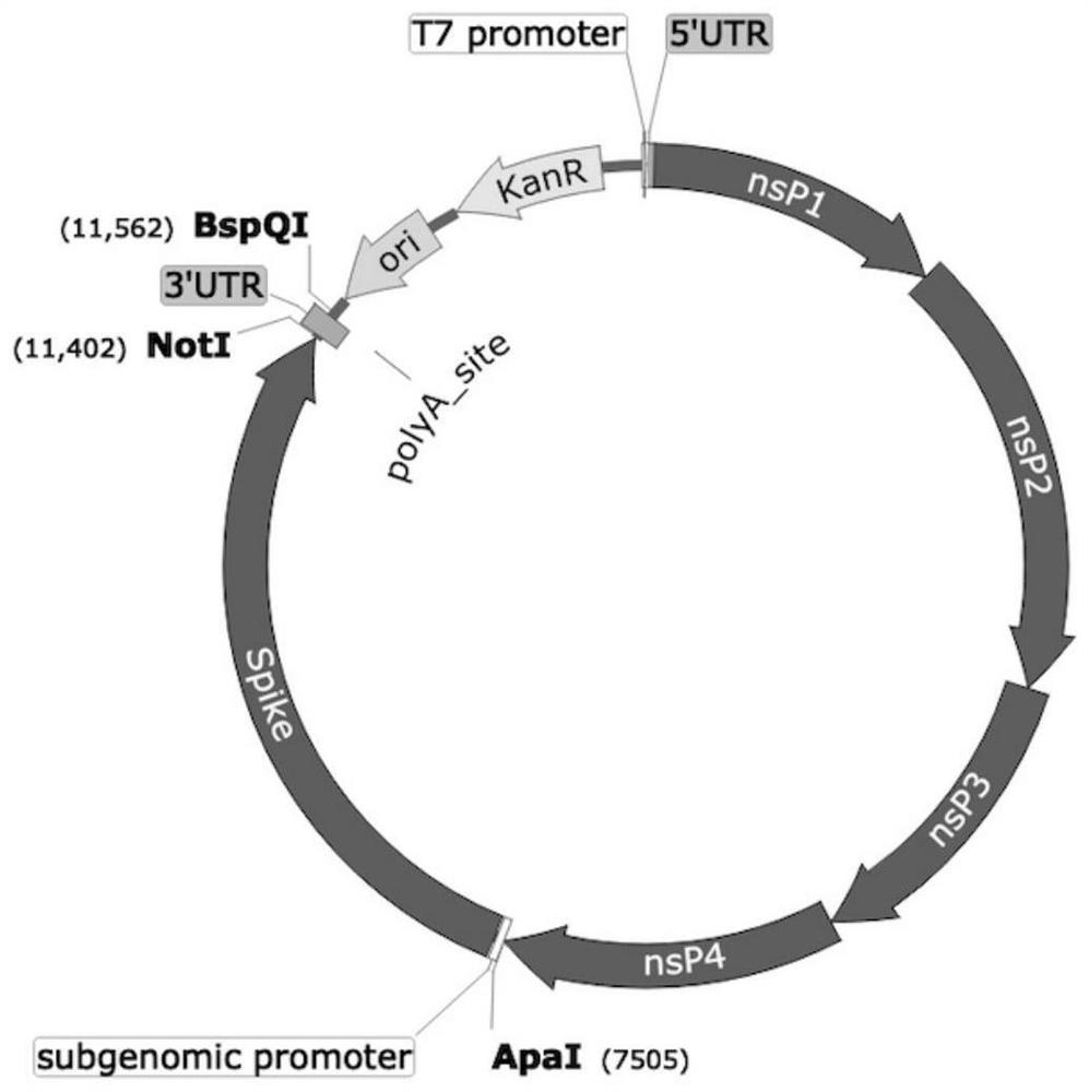 Nucleic acid for encoding SARS-CoV-2 virus spike protein and application of nucleic acid