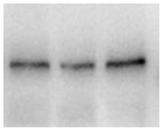 Nucleic acid for encoding SARS-CoV-2 virus spike protein and application of nucleic acid