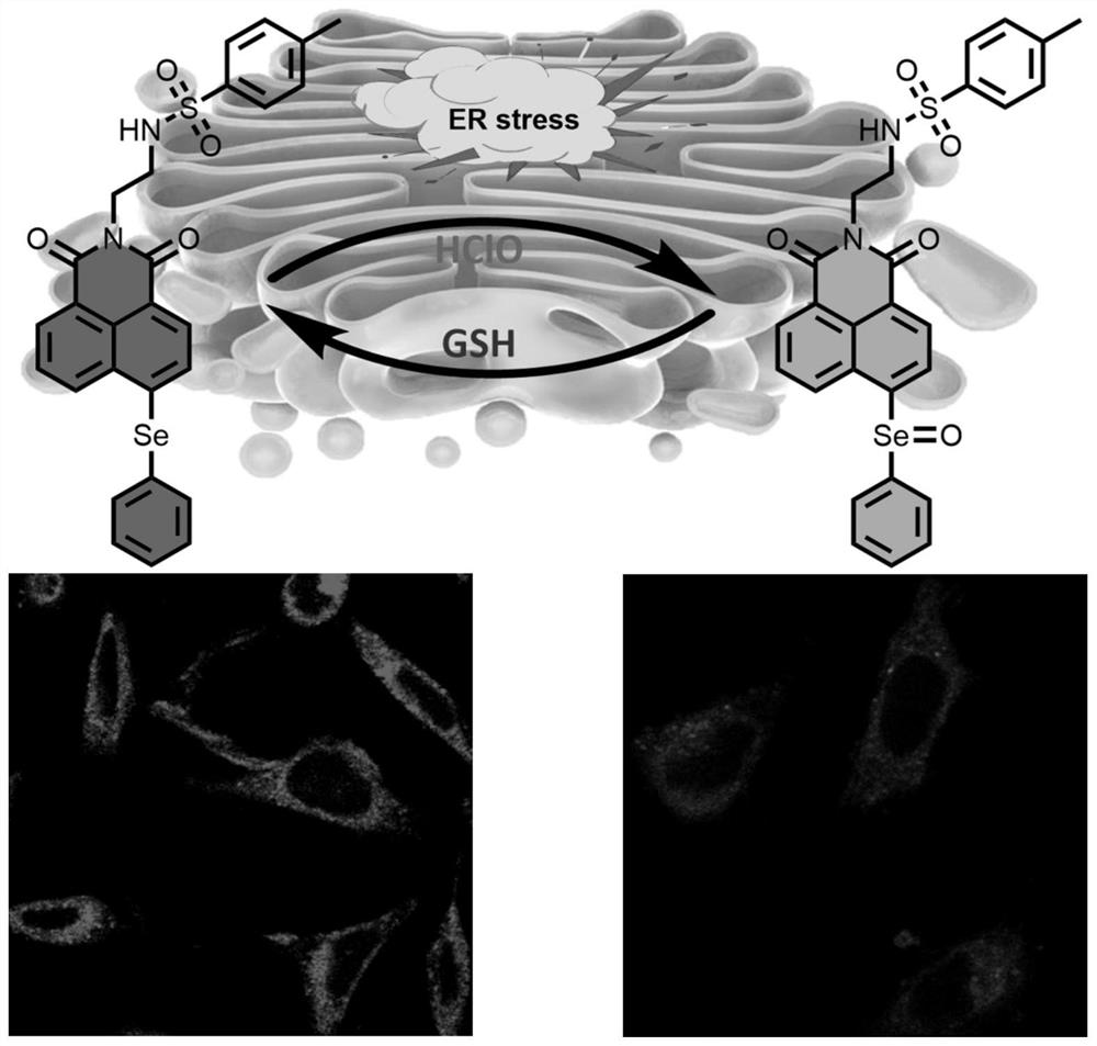 Preparation and application of endoplasmic reticulum targeted redox reversible fluorescent probe