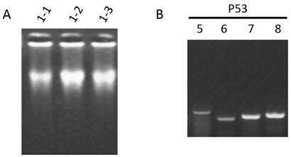 Primer combination and its application for detecting p53 gene mutation in trace tissue