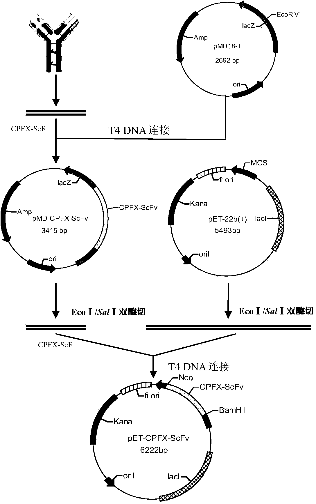 Ciprofloxacin and clenbuterol bispecific fused antibody and application thereof