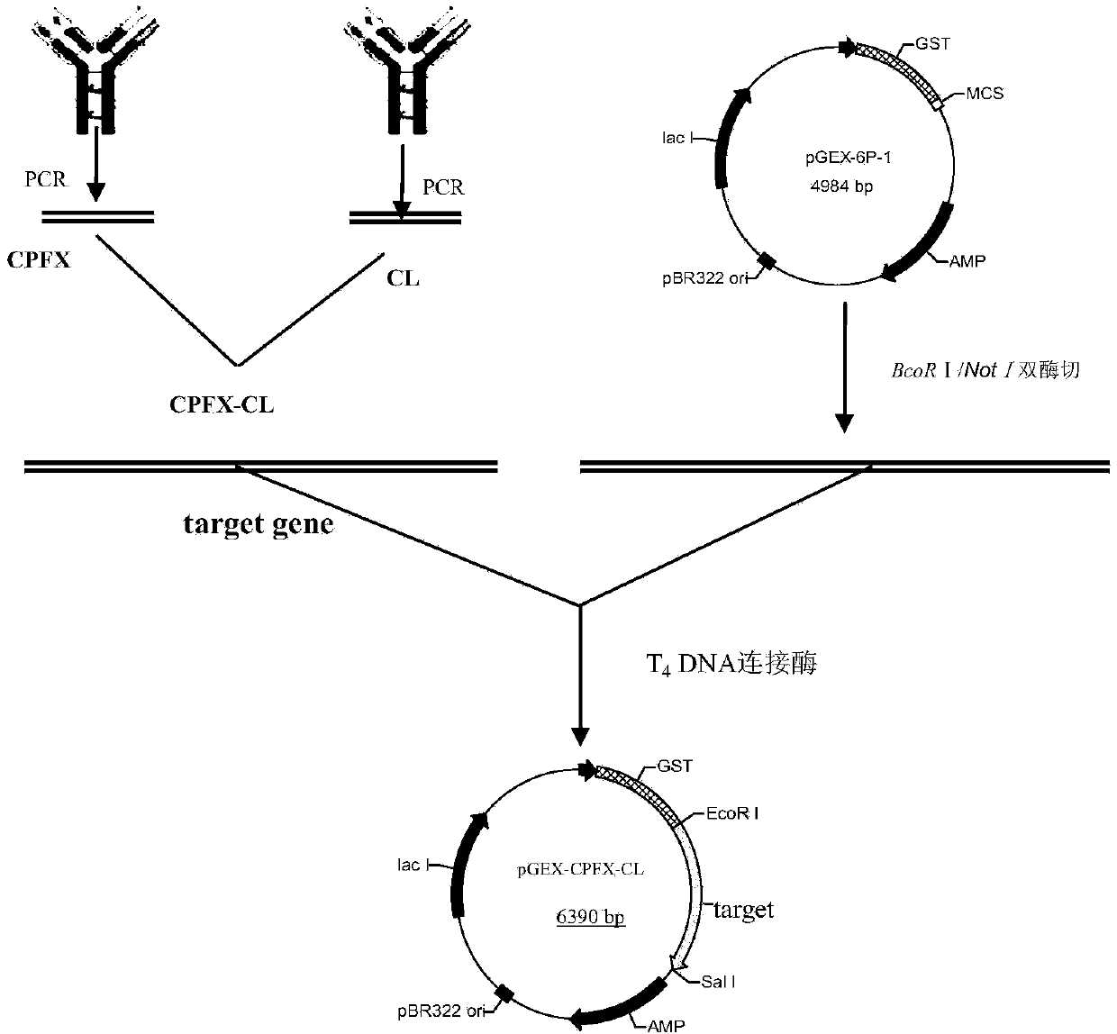 Ciprofloxacin and clenbuterol bispecific fused antibody and application thereof