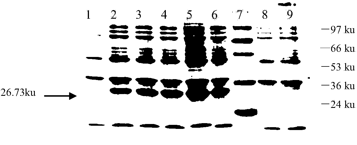 Ciprofloxacin and clenbuterol bispecific fused antibody and application thereof