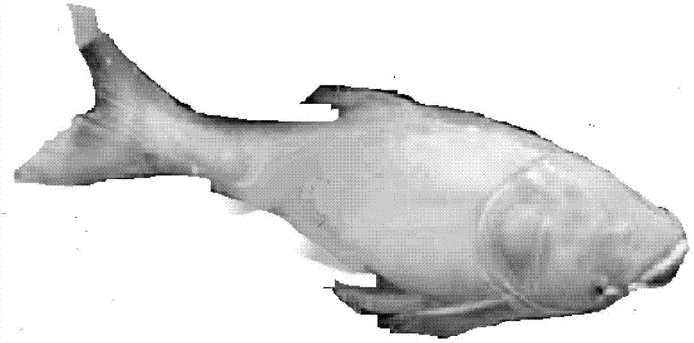 Method for cultivating pure aristichthys nobilis red.var groups